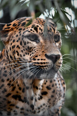 Obraz premium Captive Animals