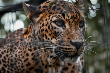 Obraz premium Captive Animals