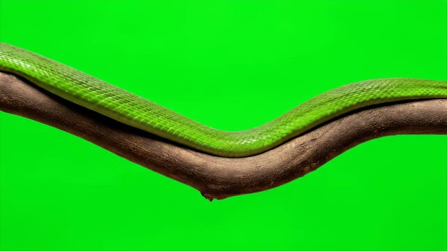 Elegant Green Snake Resting On A Branch Isolated On Green Screen Background For Educational Content And Animal