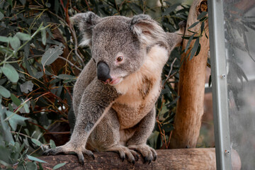 Obraz premium Captive Animals