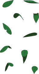 Set of leaves with unique position and point of view. It make easier to draw a tree since draw a leaves take a bunch of a time and if just copy one shape of leaves it looks boring.
