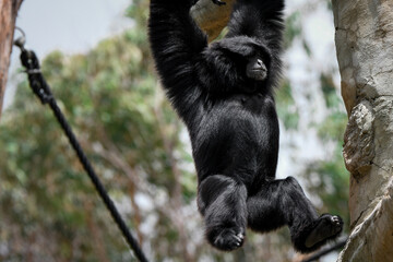 Fototapeta premium Captive Animals