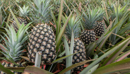 Fototapeta premium A vibrant field of pineapple plants with multiple ripe fruits growing in their natural tropical environment under natural light.