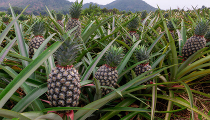 A vibrant pineapple plantation with numerous ripe pineapples growing in a field under a cloudy sky, surrounded by green foliage and distant hills.