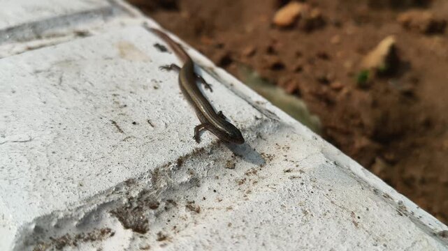 Baby Bronze grass skink on the tiles floor. Its common names are &nbsp;bronze mabuya,&nbsp;speckled forest skink and Eutropis macularia. It is a&nbsp;species&nbsp;of&nbsp;skink&nbsp;found in South and Southeast Asia.
