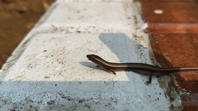 Baby Bronze grass skink on the tiles floor. Its common names are &nbsp;bronze mabuya,&nbsp;speckled forest skink and Eutropis macularia. It is a&nbsp;species&nbsp;of&nbsp;skink&nbsp;found in South and Southeast Asia.