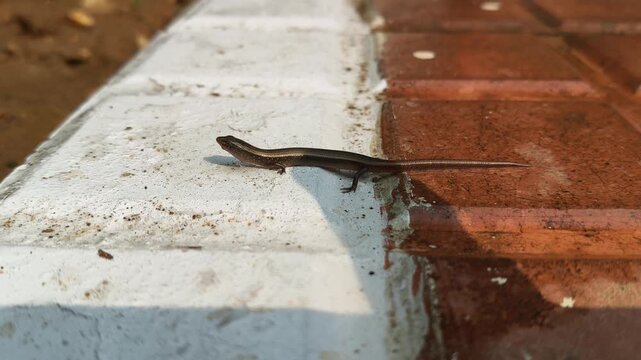 Baby Bronze grass skink on the tiles floor. Its common names are &nbsp;bronze mabuya,&nbsp;speckled forest skink and Eutropis macularia. It is a&nbsp;species&nbsp;of&nbsp;skink&nbsp;found in South and Southeast Asia.