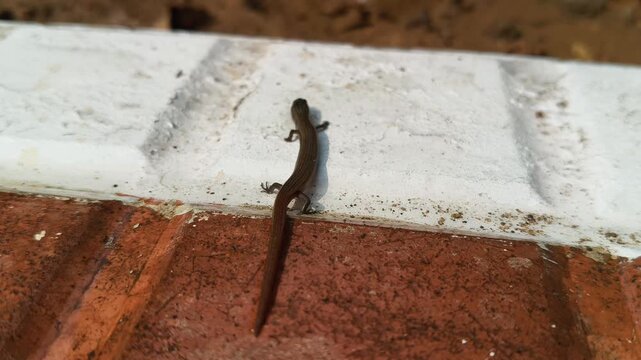 Baby Bronze grass skink on the tiles floor. Its common names are &nbsp;bronze mabuya,&nbsp;speckled forest skink and Eutropis macularia. It is a&nbsp;species&nbsp;of&nbsp;skink&nbsp;found in South and Southeast Asia.