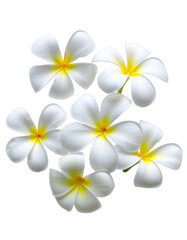 Obraz premium Group of White Plumeria Flowers Spa Concept Transparent PNG