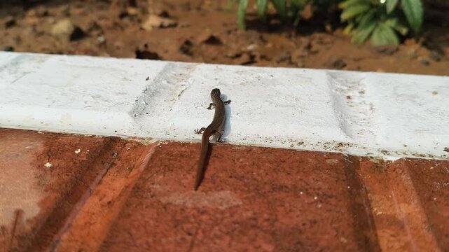 Baby Bronze grass skink on the tiles floor. Its common names are &nbsp;bronze mabuya,&nbsp;speckled forest skink and Eutropis macularia. It is a&nbsp;species&nbsp;of&nbsp;skink&nbsp;found in South and Southeast Asia.