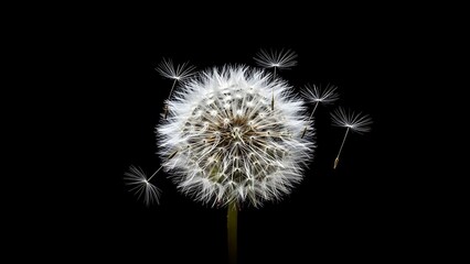 Dandelion Seeds Dispersing on Black Background.