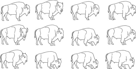 Bison line art illustration set featuring American buffalo in multiple standing and grazing poses, detailed hand drawn wildlife animal outlines isolated on white background © Shuda