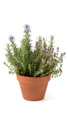 Fototapeta premium Rosemary Plant in Terracotta Pot with Purple Flowers.