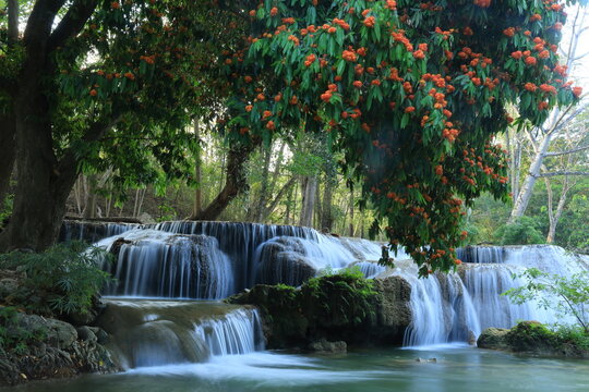 Namtok Chet Sao Noi or Chet Sao Noi waterfall, 
with the Saraca indica tree in full bloom, displaying vibrant orange-red flowers.
Saraburi province ,THAILAND