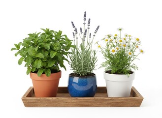 Fototapeta premium Aromatic Herbs in Pots - Mint, Lavender, and Chamomile on Wooden Tray.
