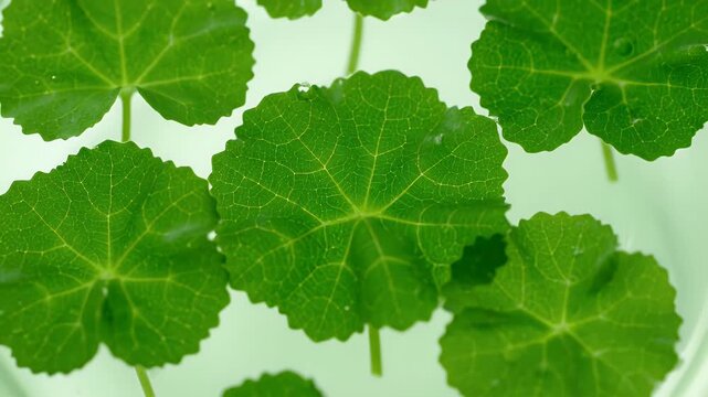 Floating Green Gotu Kola Leaves in Water Overhead View Close Up in Bright Lighting Herbal Treatment Traditional Asian