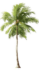 Single Palm Tree Isolated on White Background