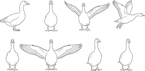 Goose outline illustration set featuring standing walking flying poses detailed line art vector drawings isolated on white background for farm wildlife education design projects © Sarsoti