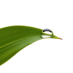 Dewy leaf reflection