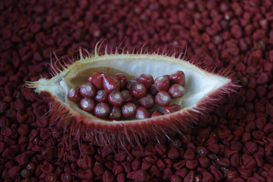 Graines de roucou fraiches 