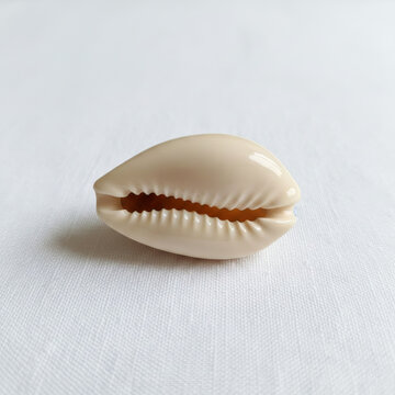 Single Natural African Cowrie Shell Isolated on White Background