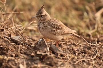 Fototapeta premium Crested Lark