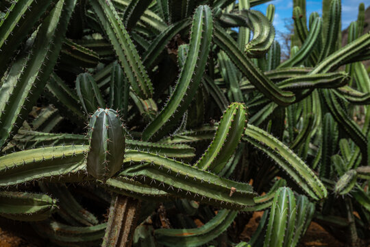 Cactus at Koko Crater Botanical Garden on Oahu, HI