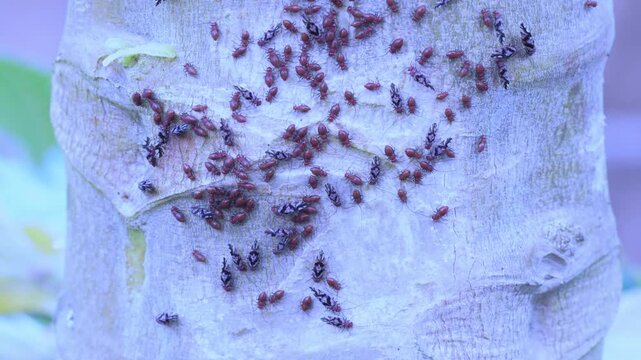 Dozens of tiny red insects, both winged and wingless, gathered together.