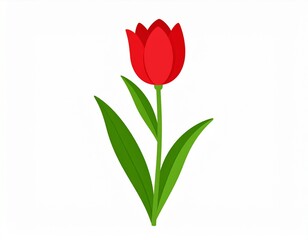Obraz premium Vibrant Red Tulip Blooming Against a Clean White Background - A Botanical Illustration.