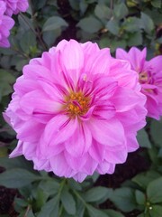 pink dahlia flower in garden