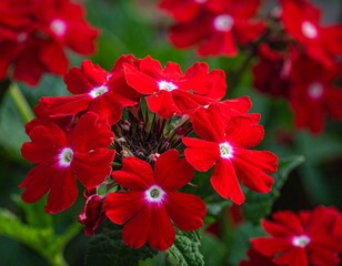 Vibrant Red Verbena Flowers with White Centers Bloom