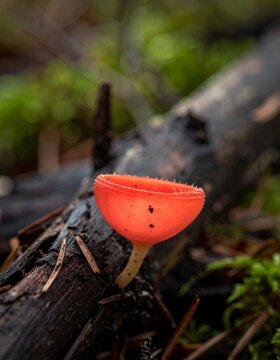 Vibrant Scarlet Cup Fungus Growing on Decaying Log in Forest Environment.