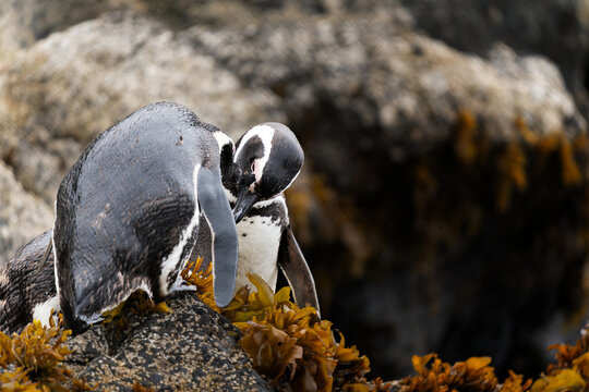 A couple of Magellanic penguins chile