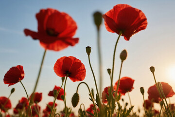 Obraz premium Red poppies in a field at sunset