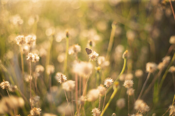 Obraz premium Grass flower background with sun light, soft focus, vintage tone