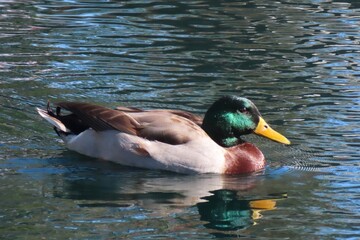 Male mallard duck at the pond in Florida nature, closeup 