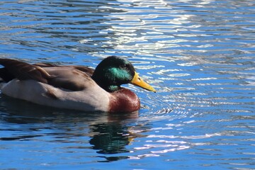 Male mallard duck at the pond in Florida nature, closeup 