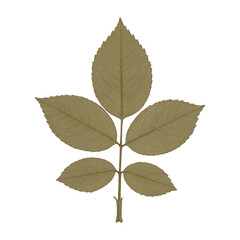 Fototapeta premium PNG Golden leaf botanical design