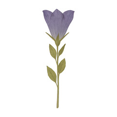 Obraz premium PNG Delicate purple flower illustration.