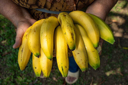 Frutas tropicales frescas en finca colombiana con tomates, mango, mandarinas, naranjas y bananos