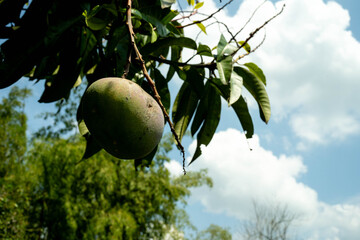 Frutas tropicales frescas en finca colombiana con tomates, mango, mandarinas, naranjas y bananos © Sebast
