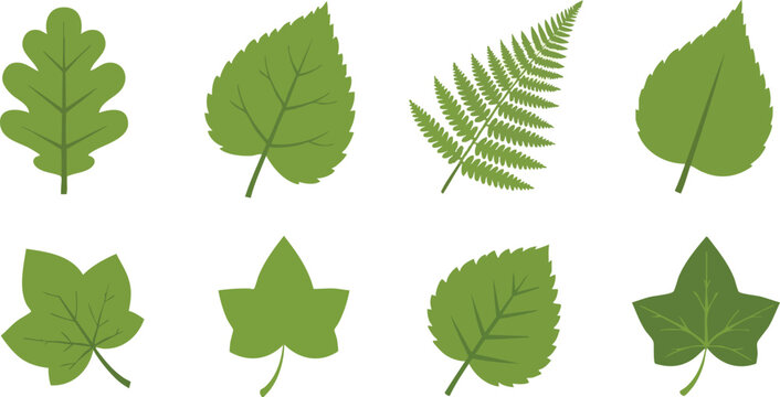 Collection of Various Green Leaves Shapes.