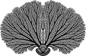 Obraz premium Detailed black and white sea fan coral illustration with intricate branching patterns isolated on white background for marine nature design.