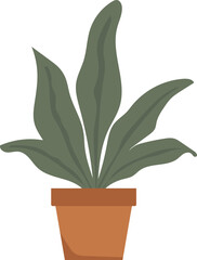plant in a pot