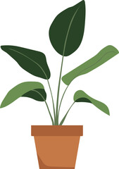 green plant in a pot