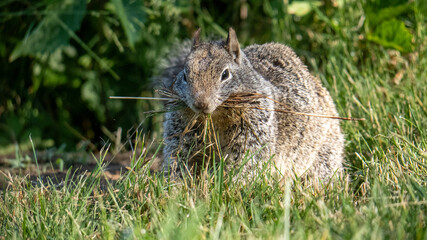 Obraz premium squirrel in the park