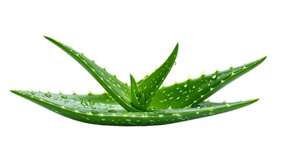 Aloe Vera Plant with Fresh Green Leaves.