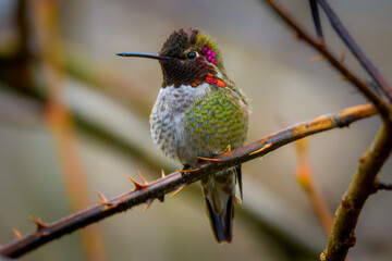 Obraz premium Male Anna's hummingbird with vibrant iridescent pink throat perched on a thorny branch. Close-up nature photography with a soft blurred background