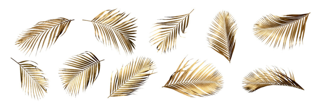 artistic collection of golden palm frond leaves with a metallic sheen, arranged against a transparent background for decorative purposes.
