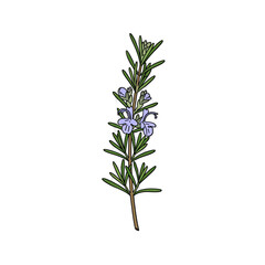Obraz premium Rosemary Herb Plant Stem Blue Flowers Isolated on Transparent Background